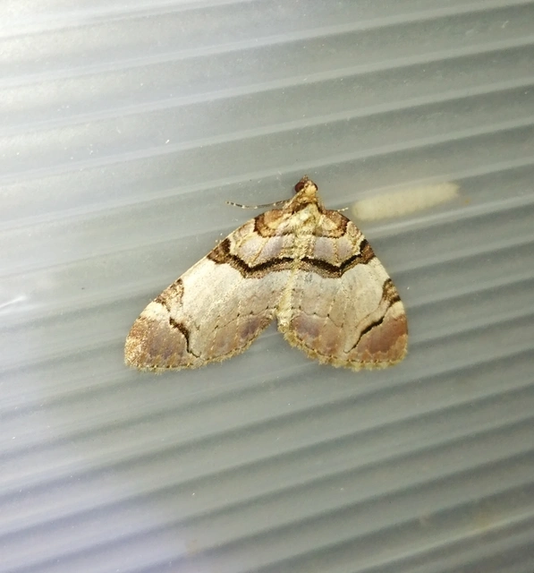 Anticlea derivata - vadrózsa-tarkaaraszoló