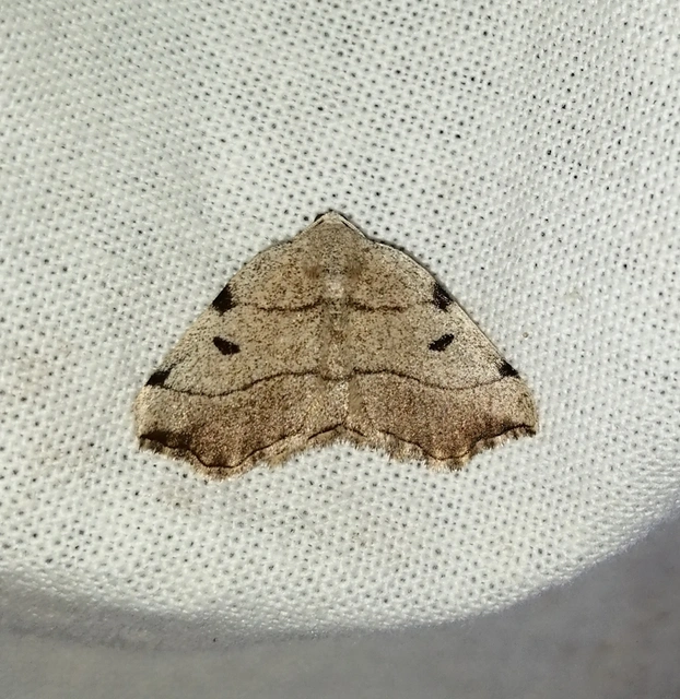 Eilicrinia trinotata - háromjegyű araszoló