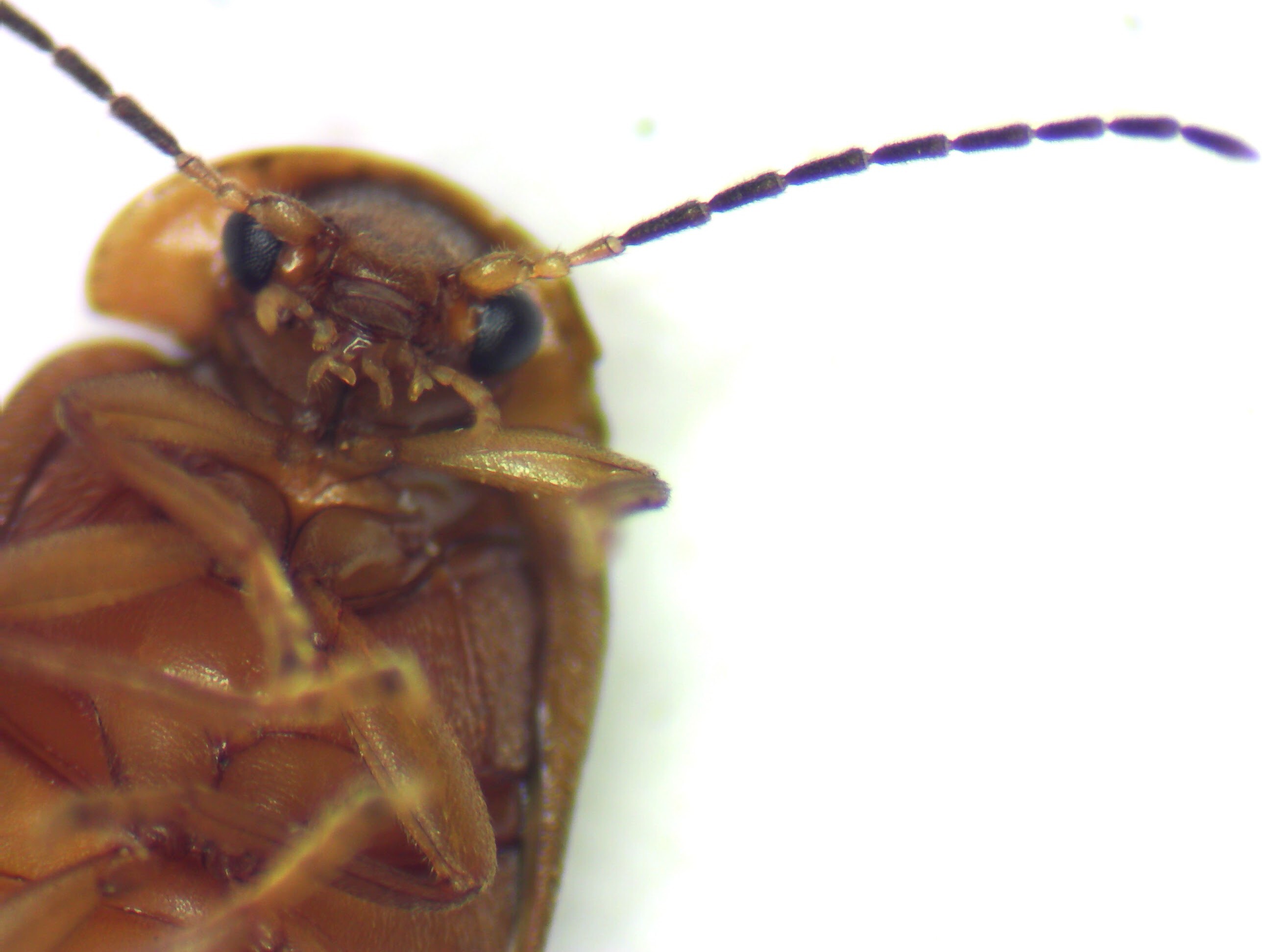 Microcara testacea - nagy rétbogár