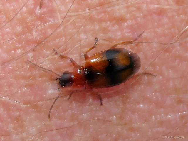 Lebia cruxminor - keresztes cserjefutó