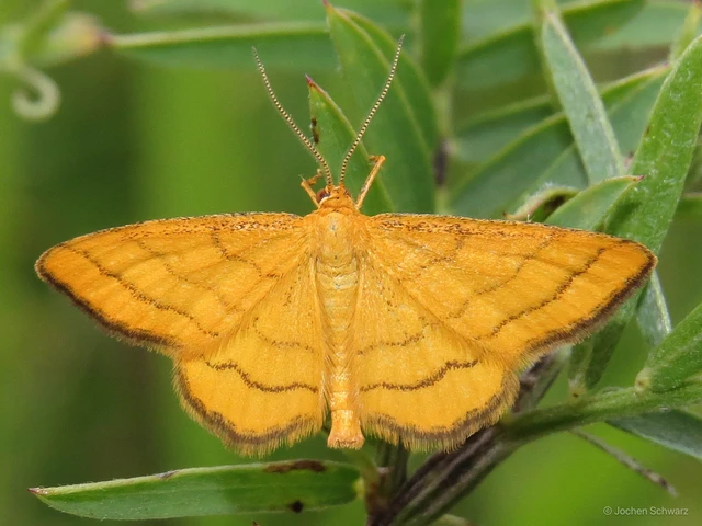 Idaea aureolaria - aranyos sávosaraszoló