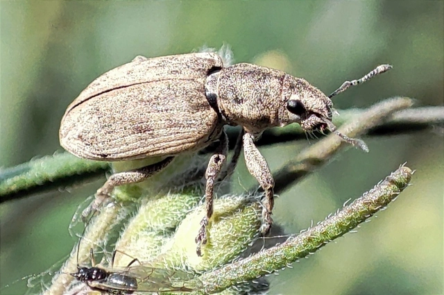 Tanymecus dilaticollis - kukorica-hegyesfarúbarkó
