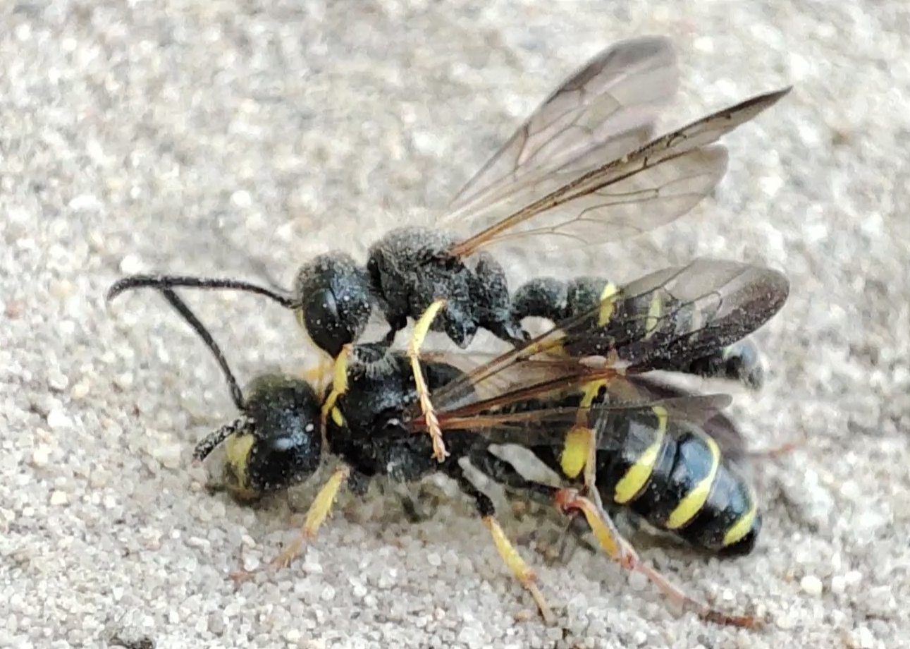 Cerceris quadrifasciata