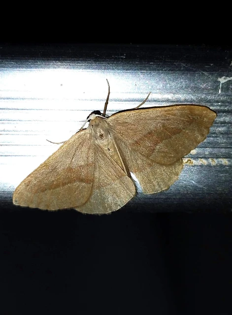 Hylaea fasciaria - erdeifenyő-sávosaraszoló