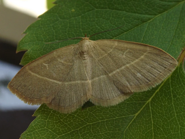 Trisateles emortualis - sárgacsíkos karcsúbagoly