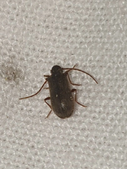 Ptinus rufipes - vöröslábú tolvajbogár
