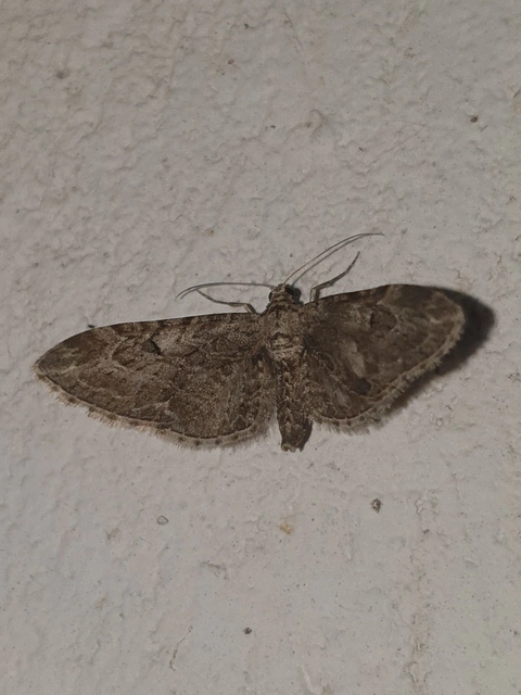 Eupithecia ochridata - mezeiüröm-törpearaszoló