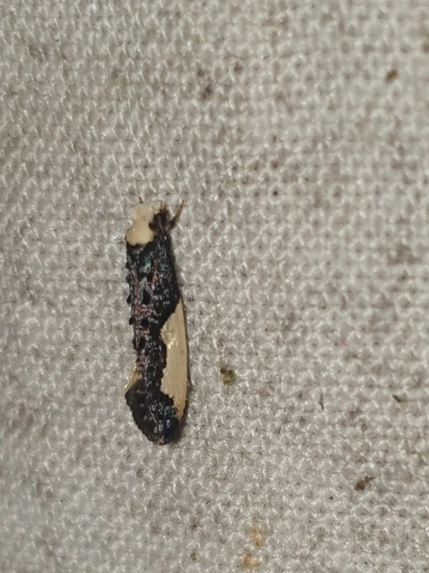 Monopis monachella - apácamoly