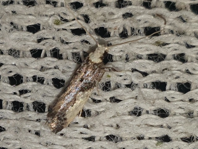 Monopis monachella - apácamoly