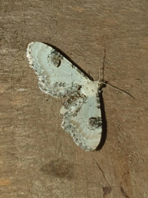 Eupithecia centaureata - búzavirág-törpearaszoló