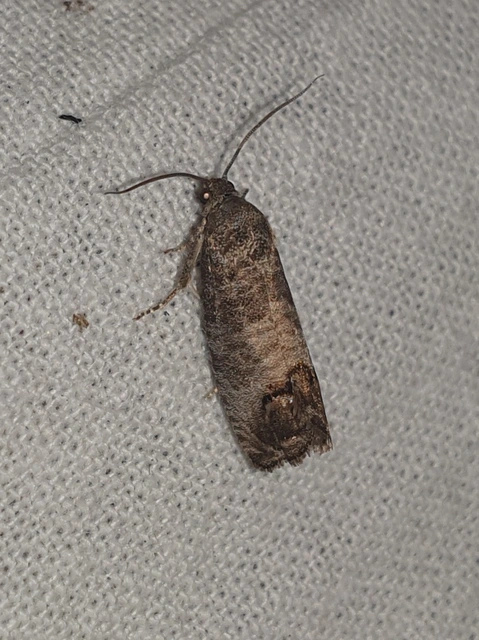 Cydia pomonella - almamoly
