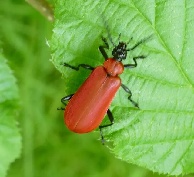 Pyrochroa coccinea - nagy bíborbogár