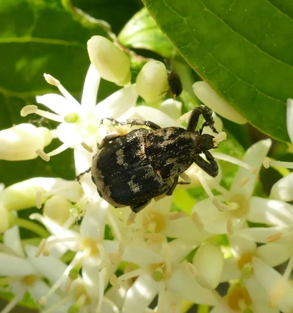 Valgus hemipterus - suta virágbogár