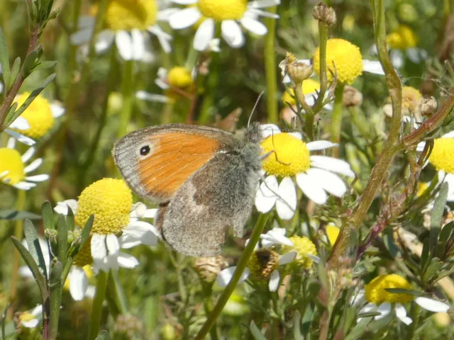 Coenonympha pamphilus - kis szénalepke