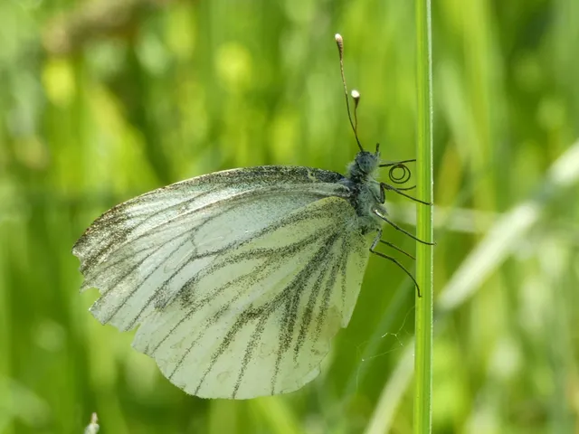 Pieris napi - repcelepke