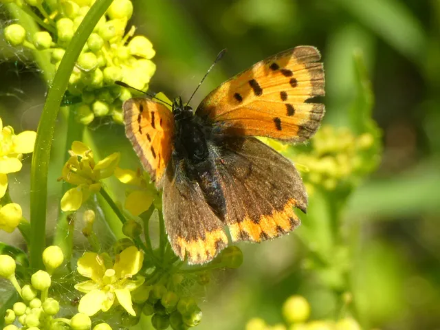 Lycaena phlaeas - közönséges tűzlepke