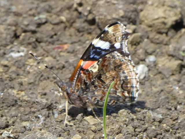 Vanessa atalanta - atalantalepke