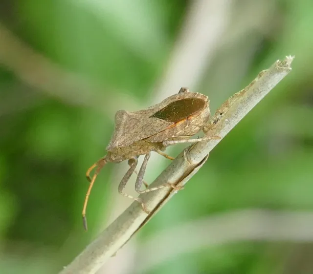 Coreus marginatus - közönséges karimáspoloska