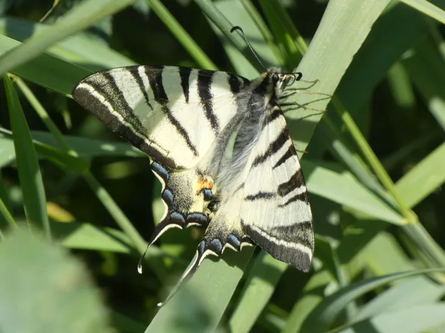 Iphiclides podalirius - kardoslepke