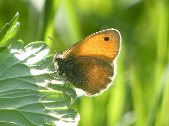 Coenonympha pamphilus - kis szénalepke