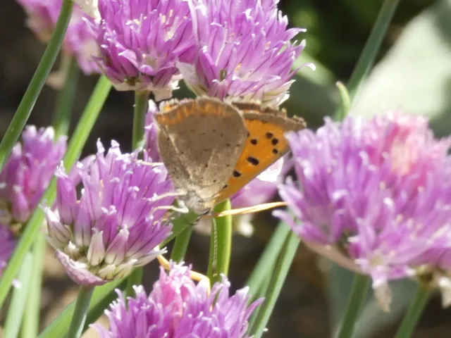 Lycaena phlaeas - közönséges tűzlepke