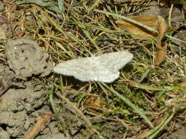 Idaea seriata - szürke apróaraszoló