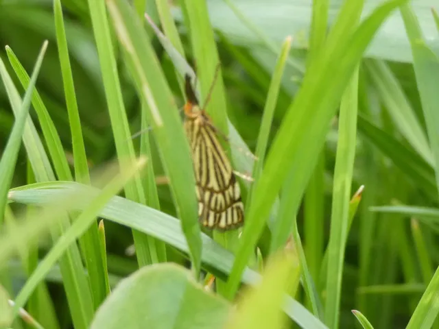 Chrysocramboides craterella - rácsos fűgyökérmoly