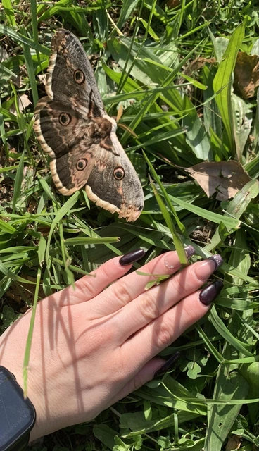 Saturnia pyri - nagy pávaszem
