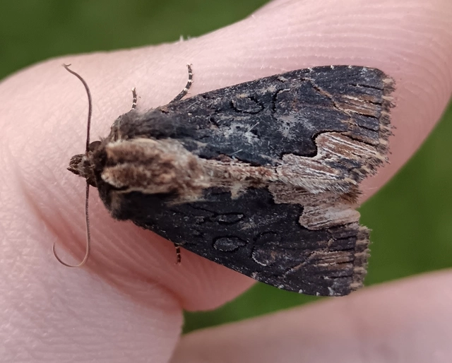 Dypterygia scabriuscula - szurokbarna nyáribagoly