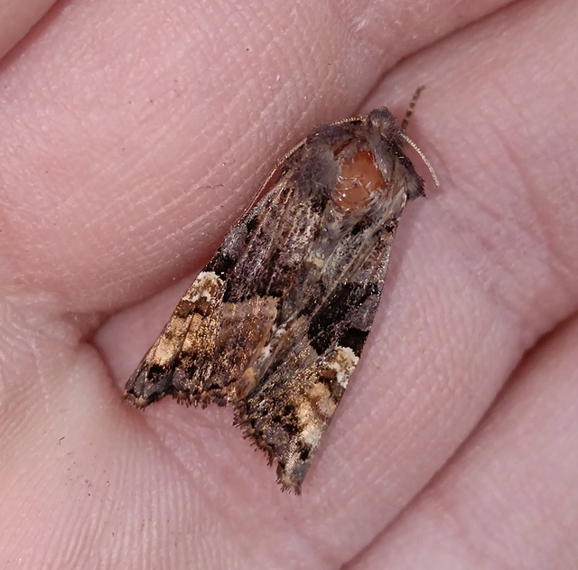 Euplexia lucipara - szeder-csipkésbagoly