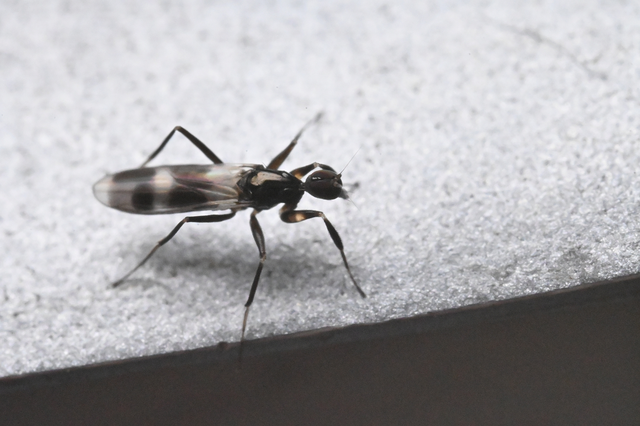 Empididae - táncoslegyek Empididae - táncoslegyek