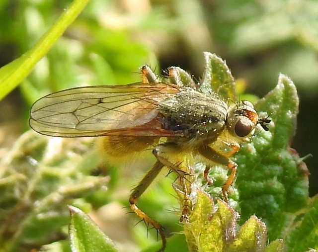 Scathophaga stercoraria - közönséges trágyalégy