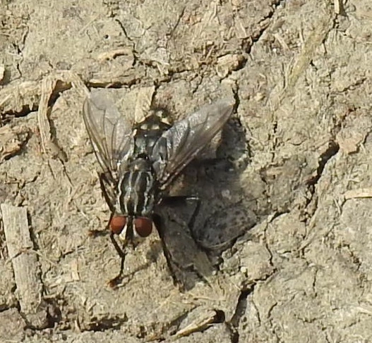 Sarcophagidae - húslégyfélék