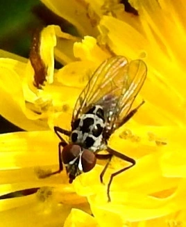 Anthomyiidae - viráglegyek