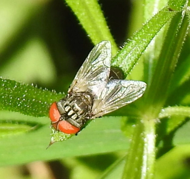 Phasiinae