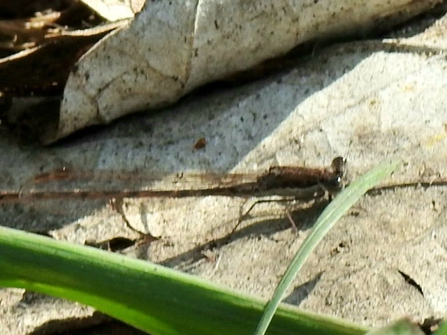 Sympecma fusca - téli rablószitakötő