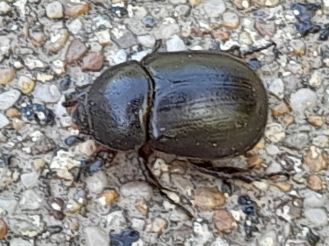 Pentodon idiota - butabogár