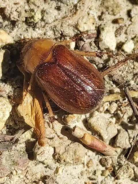 Rhizotrogus aestivus - tavaszvégi cserebogár