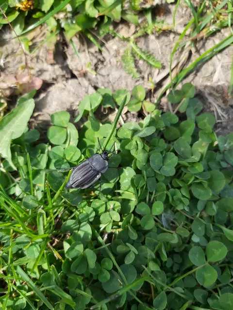 Silpha carinata - karimás dögbogár