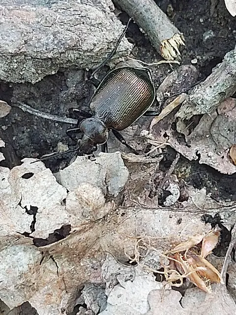 Calosoma inquisitor - kis bábrabló