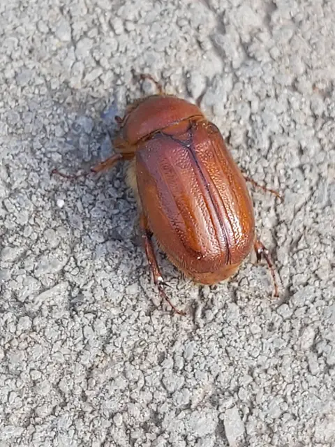 Holochelus aequinoctialis - tavaszeleji cserebogár