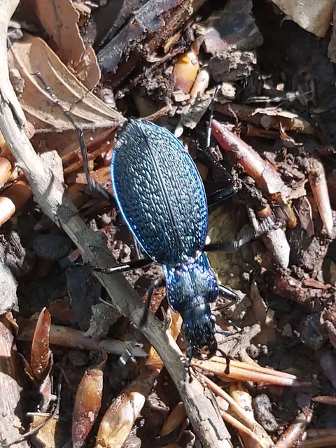Carabus intricatus - kék laposfutrinka