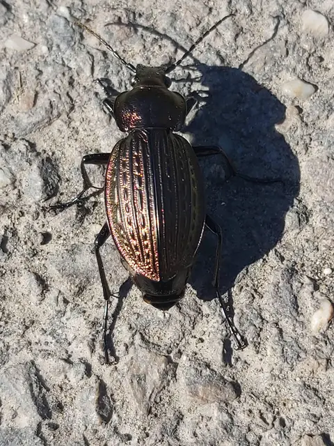 Carabus ulrichii - rezes futrinka Carabus ulrichii - rezes futrinka