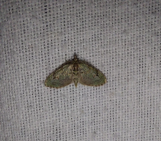 Chloroclystis v-ata - zöldes törpearaszoló