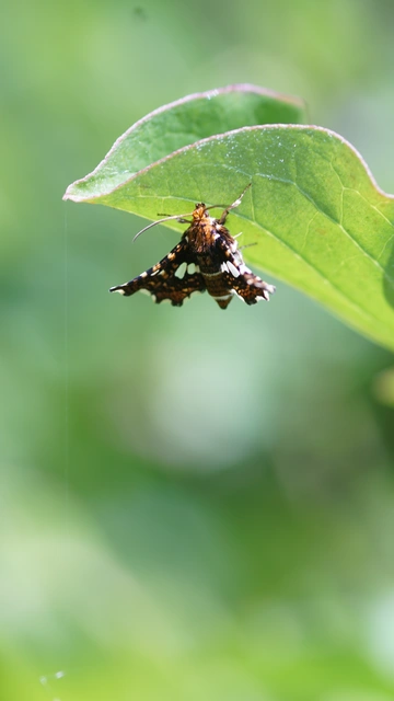 Thyris fenestrella - gyakori ablakosmoly