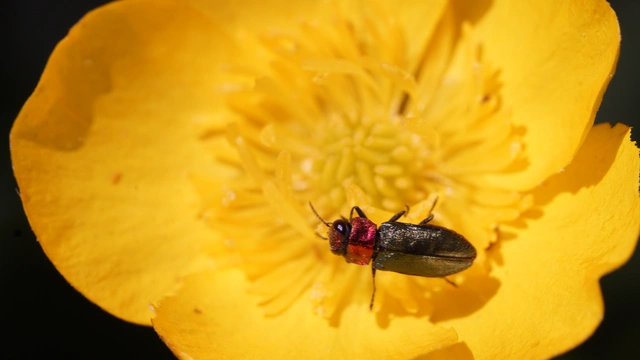 Anthaxia nitidula - ragyogó virágdíszbogár