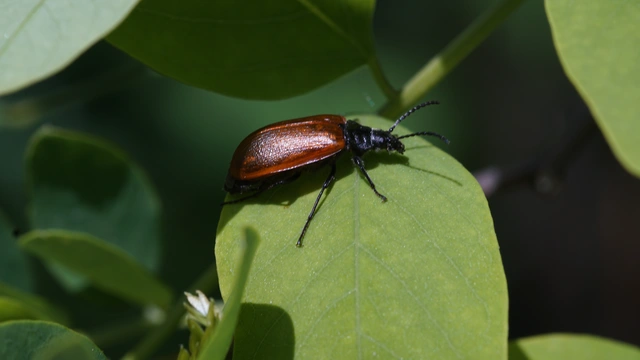Omophlus Omophlus