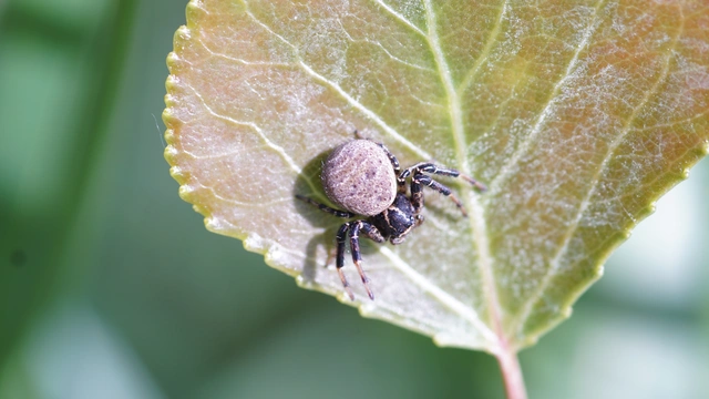 Xysticus