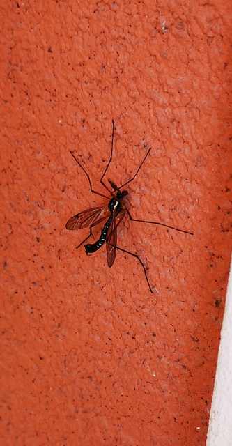 Ctenophora