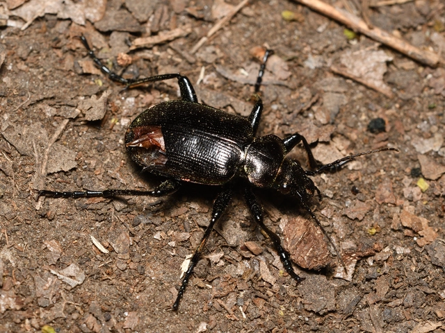 Calosoma inquisitor - kis bábrabló